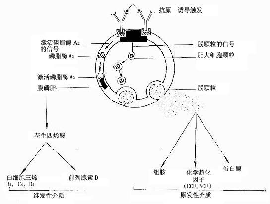 Ⅰ型变态反应中肥大细胞释放介质的机制