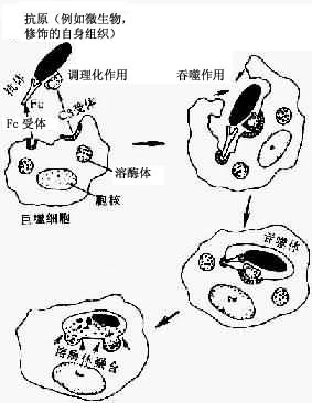 吞噬过程示意图