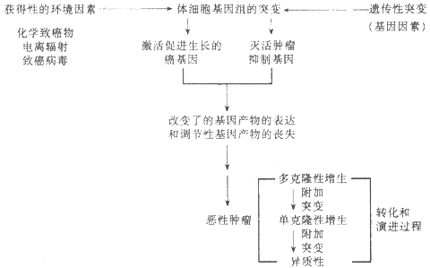 肿瘤的病因和发病机制模式图（采自Kumar，稍改）