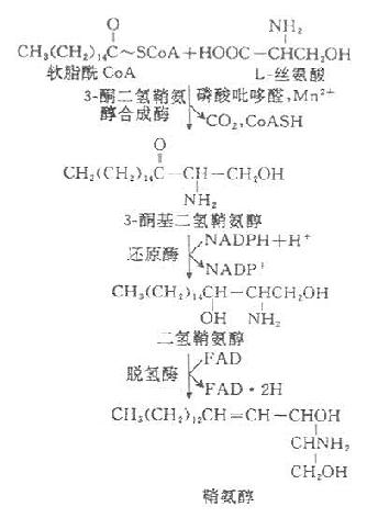 鞘胺醇合成过程