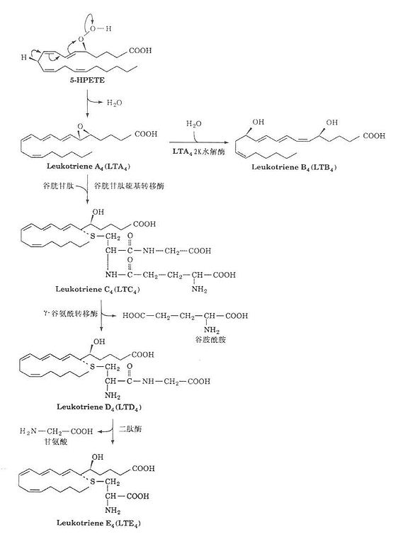 白三烯合成示意图
