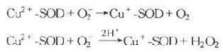 一、超氧化物歧化酶作用
