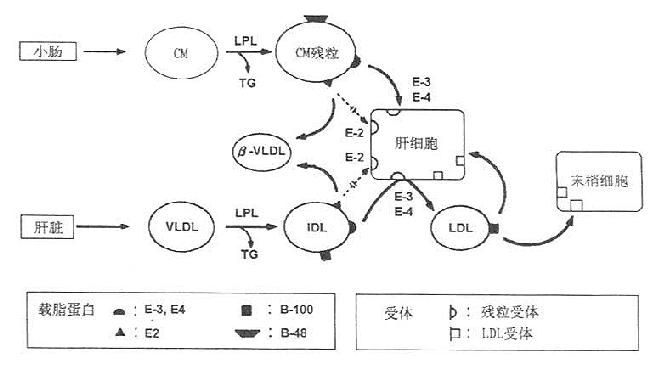 富含TG脂蛋白的代谢与Ⅲ型高脂血症发病机制