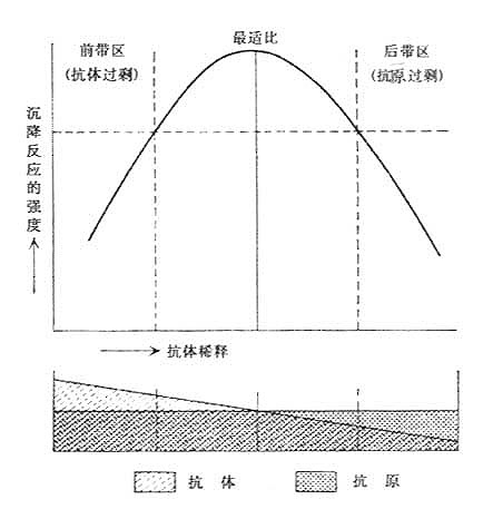 抗原抗体反应曲线