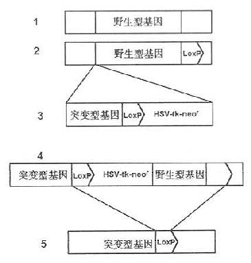 CreloxP重组系统进行条件性基因剔除程序