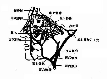 外鼻静脉与海绵窦的关系