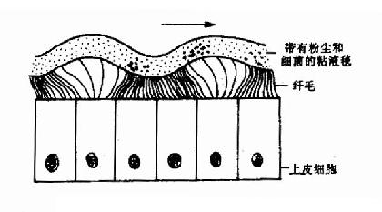 鼻粘膜纤毛上皮及粘液毯的运动形式