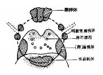 咽淋巴环