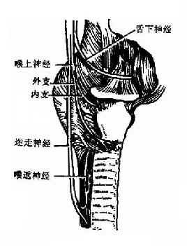 喉的神经