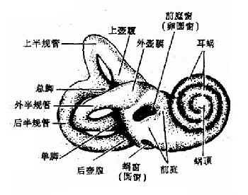 骨迷路（右）