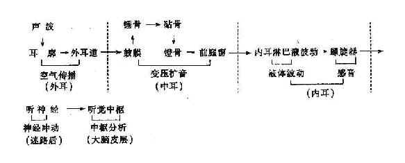 声波自外界经空气传入内耳途径