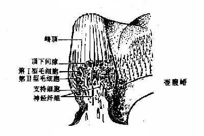 位觉斑和壶腹嵴