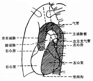 左前斜位