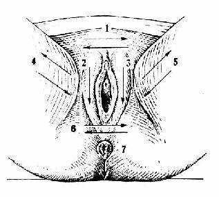 外阴部 冲洗顺序