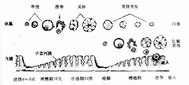 月经周期中卵巢与子宫内膜间关系示意图