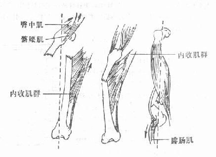 股骨干上、中、下1／3骨折移位情况及其发生原因