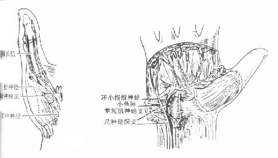 手部的运动神经分布