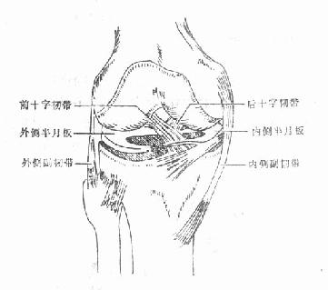 膝关节韧带及半月板结构