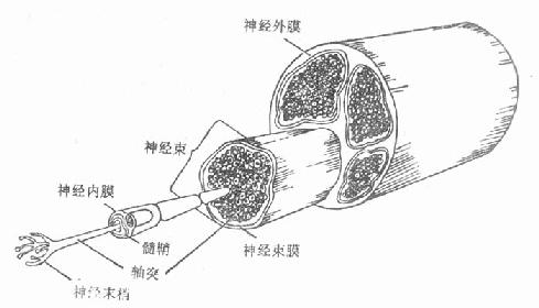 神经干的组成