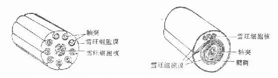 有髓鞘及无髓鞘神经纤维与雪旺氏细胞的关系示意图