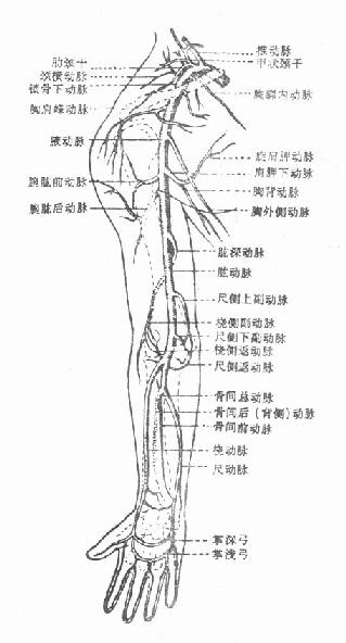 上肢动脉