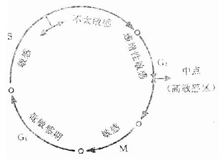 细胞周期各阶段的辐射敏感性