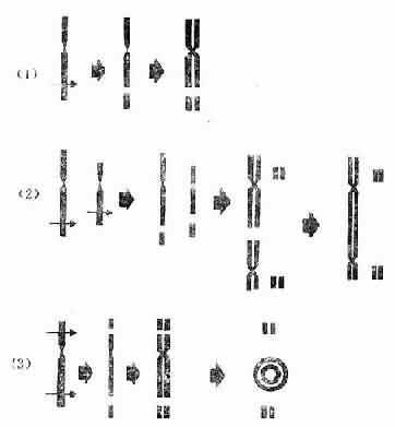 某些染色体畸变形成示意图