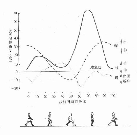 常速步行时髋、膝、踝各关节的屈伸活动