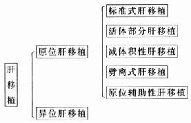 肝移植分类