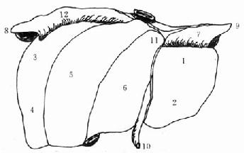 肝脏的膈面结构