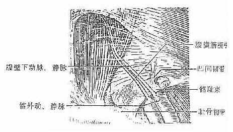 腹股沟区解剖层次（后面观）