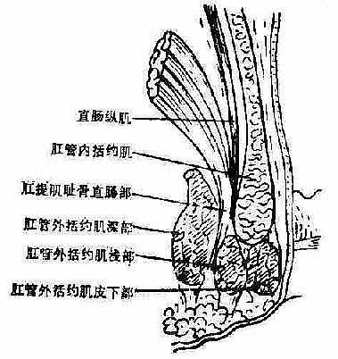 肛管直肠环