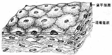 单层扁平上皮