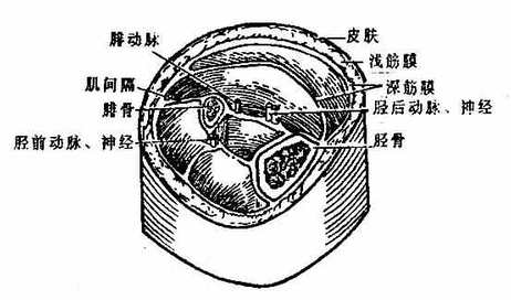 小腿筋膜及肌间隔（右）