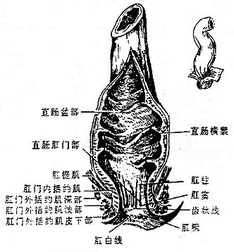 直肠和肛管