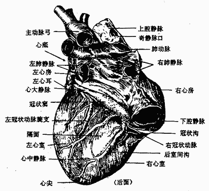 心脏