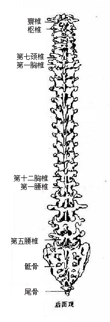 脊柱