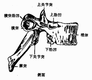 胸椎