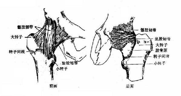 髋关节