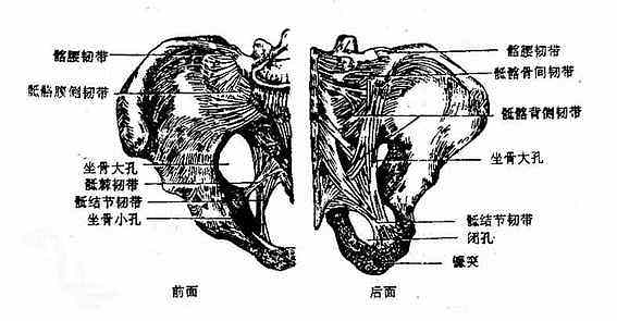 骨盆的韧带