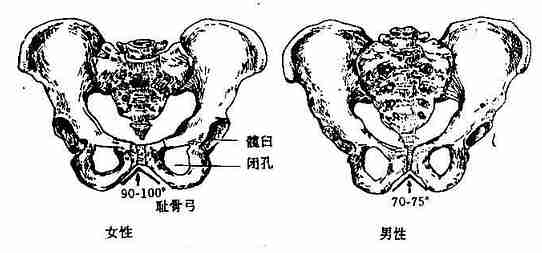 男、女性骨盆