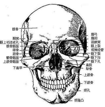 颅的前面观