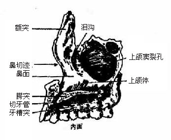 上颌骨