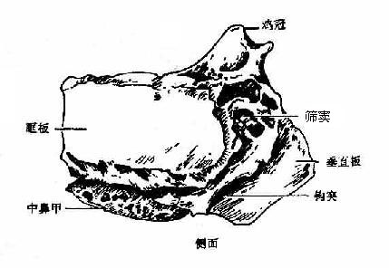 筛骨