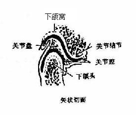 颞下颌关节