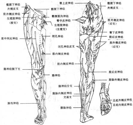 下肢的皮神经