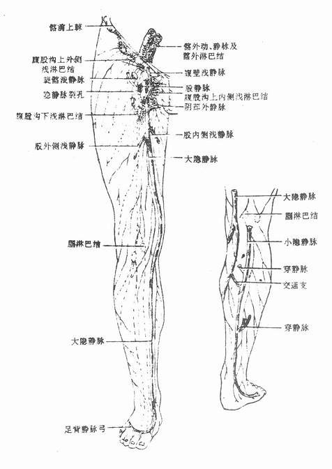 大、小静脉和下肢浅淋巴的引流