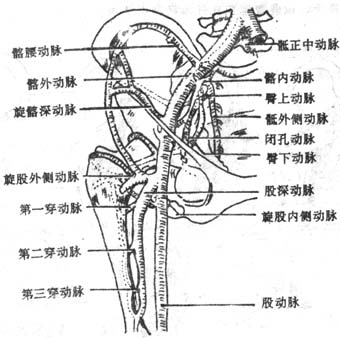 髋关节周围动脉网