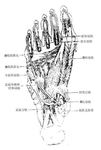 足底第三、四层肌和足底外侧神经