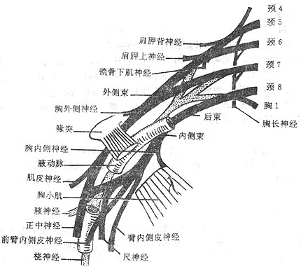 臂丛及其与腋动脉的关系